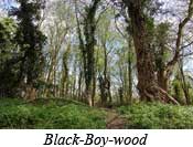 St Albans & Harpenden Review: Black Boy wood